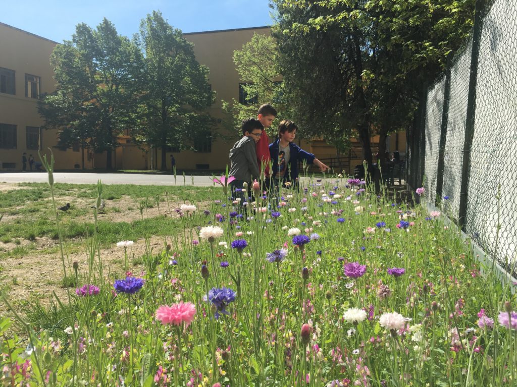 Wildflowers - arrivano i fiori