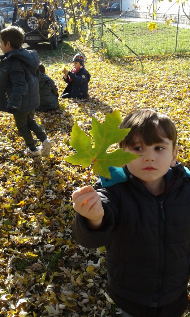 Le magie del grande albero